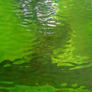 Lime Green Translucent Flemish