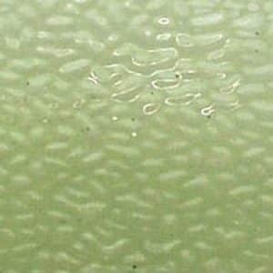 English Muffle - Salem Green