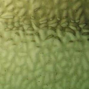 English Muffle - Sussex Green