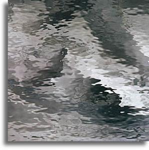 Spectrum Water Glass - Pale Grey