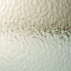Flaxen Tint