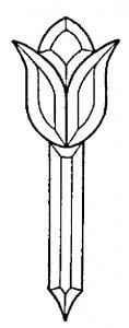 Tulip With Stem